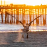 Pelican taking off from a sandy beach at sunset