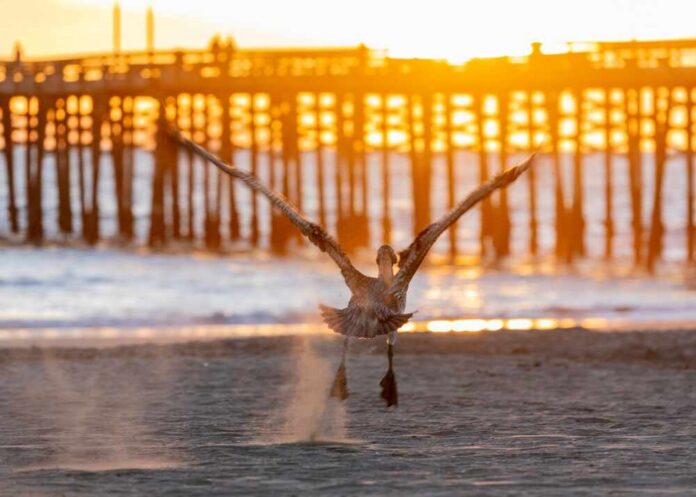 Pelican taking off from a sandy beach at sunset