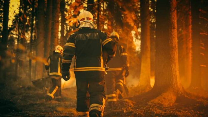 Establishing,Shot:,Team,Of,Firefighters,In,Safety,Uniform,And,Helmets Firefighters walking through a smoky forest during a wildfire