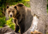 Japan on Edge: Bears Breach Homes A grizzly bear standing near a tree in a forested area