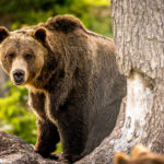 Japan on Edge: Bears Breach Homes A grizzly bear standing near a tree in a forested area