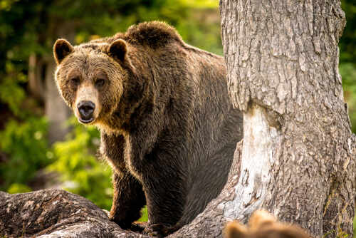 Adult,Grizzly,Bear,In,The,Forest A grizzly bear standing near a tree in a forested area