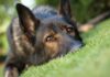 Queens Uproar After Dogs Dragged By Car Close-up of a dog resting on green grass