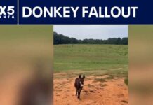 Midnight Pasture Raid Ends With Donkey Dead Owner of killed donkey sends cease-and-desist letter | FOX 5 News