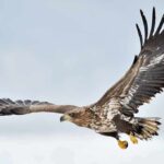 Activists Target Topgolf After Grisly Entanglements Eagle in flight with wings spread wide