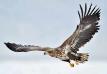 Eagle in flight with wings spread wide