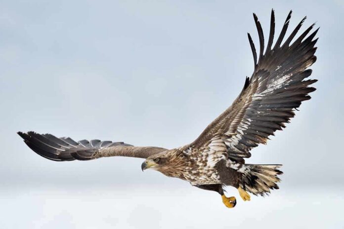 Eagle in flight with wings spread wide