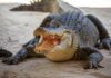 Gator Ambush at Dusk – Fisherman Vanishes Alligator with mouth open on sandy ground