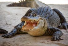 Alligator with mouth open on sandy ground