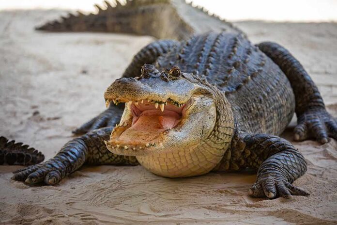 shutterstock_1363323353 Alligator with mouth open on sandy ground