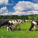 Holstein cows grazing in a green pasture under a partly cloudy sky