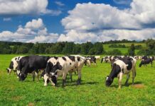 Holstein cows grazing in a green pasture under a partly cloudy sky