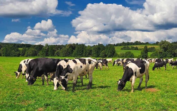 Holstein cows grazing in a green pasture under a partly cloudy sky